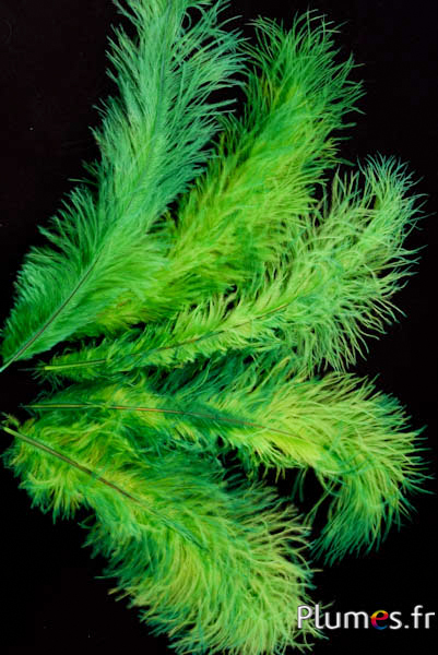 Autruche - 30-40 cm - vert-lime